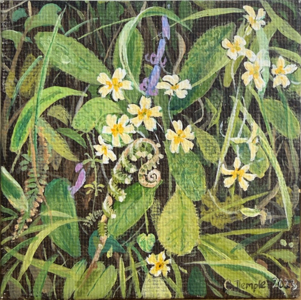 Primroses by Catherine Temple